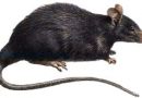 Massive super rats are taking over Johannesburg – No White men to catch rats