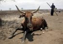 2 Charts: Zimbabwe: Black politicians lied about drought – seizing farms destroyed the GDP