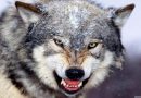 #TimeToKill: My Angry reply to an Afrikaans Christian who says fighting in South Africa is impossible – God is punishing us Whites