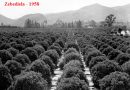How Blacks ruined the World’s biggest citrus estate in South Africa: Zebediela & other White Farms